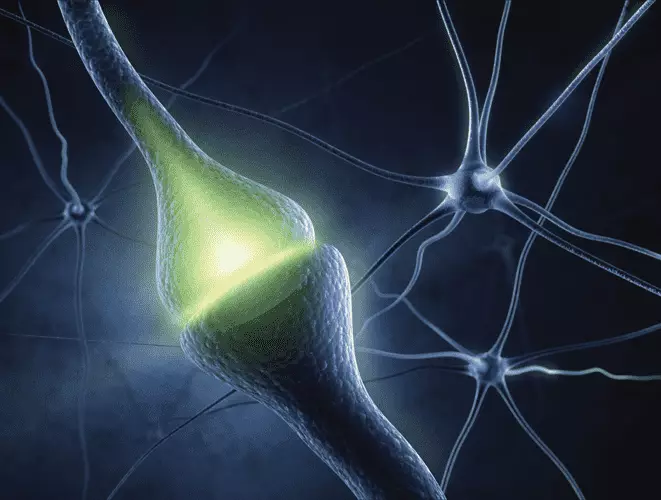Optogenetics: Focusing on the Brain and its Behavior